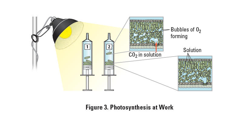 Floating leaf disk photosynthesis lab   corner canyon