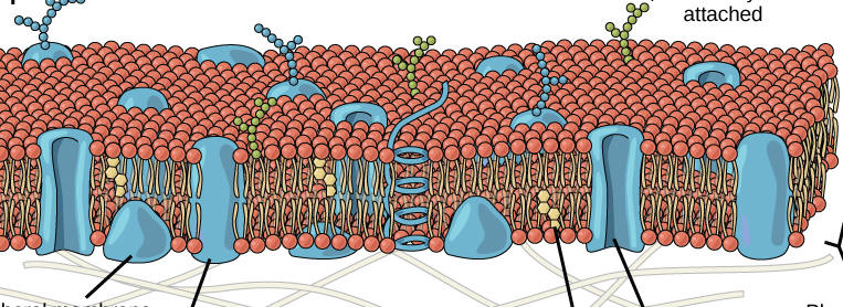 Image result for plasma membrane