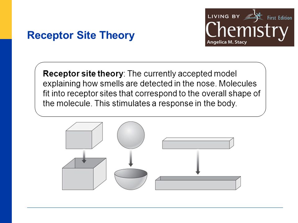 Image result for receptor site theory